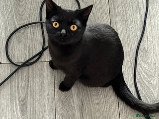 British Shorthair cats FREE British shorthair cat called mabel - Advert 1