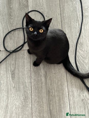 British Shorthair cats FREE British shorthair cat called mabel - Advert 4