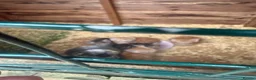 Mixed Breed cats for sale: 6 fluffy frendly kittens 2 rare female gingers  - Advert 7