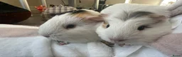 Guinea Pig rodents for sale: 2 Female Guinea pig sisters - Advert 11