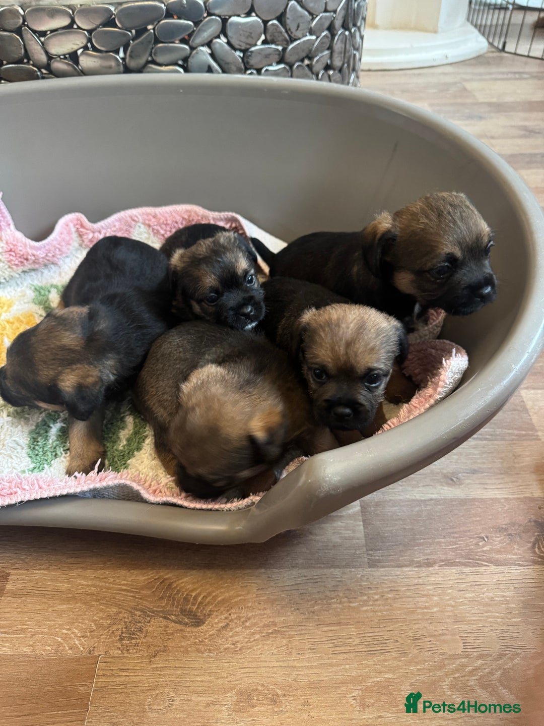 Border Terrier dogs for sale: Gorgeous litter of 7 Border terrier puppies 5F 2M - Advert 10
