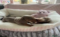 Miniature Dachshund dogs for sale: Miniature Dachshund  - Image 32