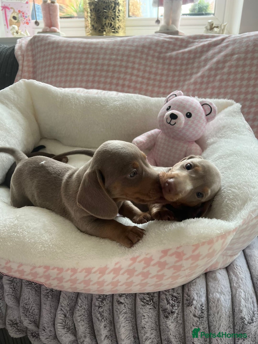 Miniature Dachshund dogs for sale: Miniature Dachshund  - Image 32