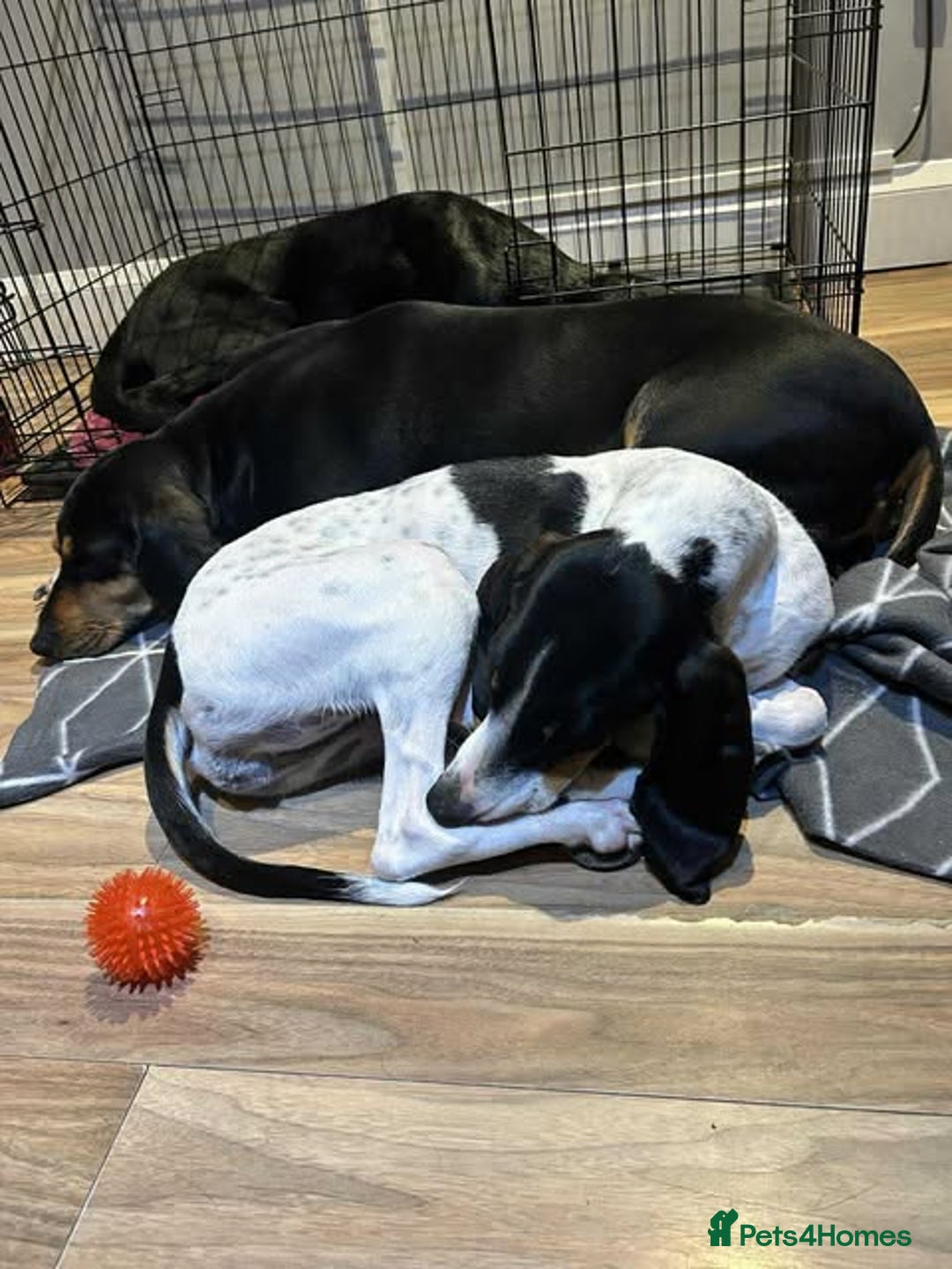 Mixed Breed cats for adoption: Lisbon - Sweetheart Dog with much love to give.  - Image 11