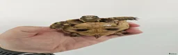 Tortoise reptiles for sale: Egyptian Tortoise - Advert 5