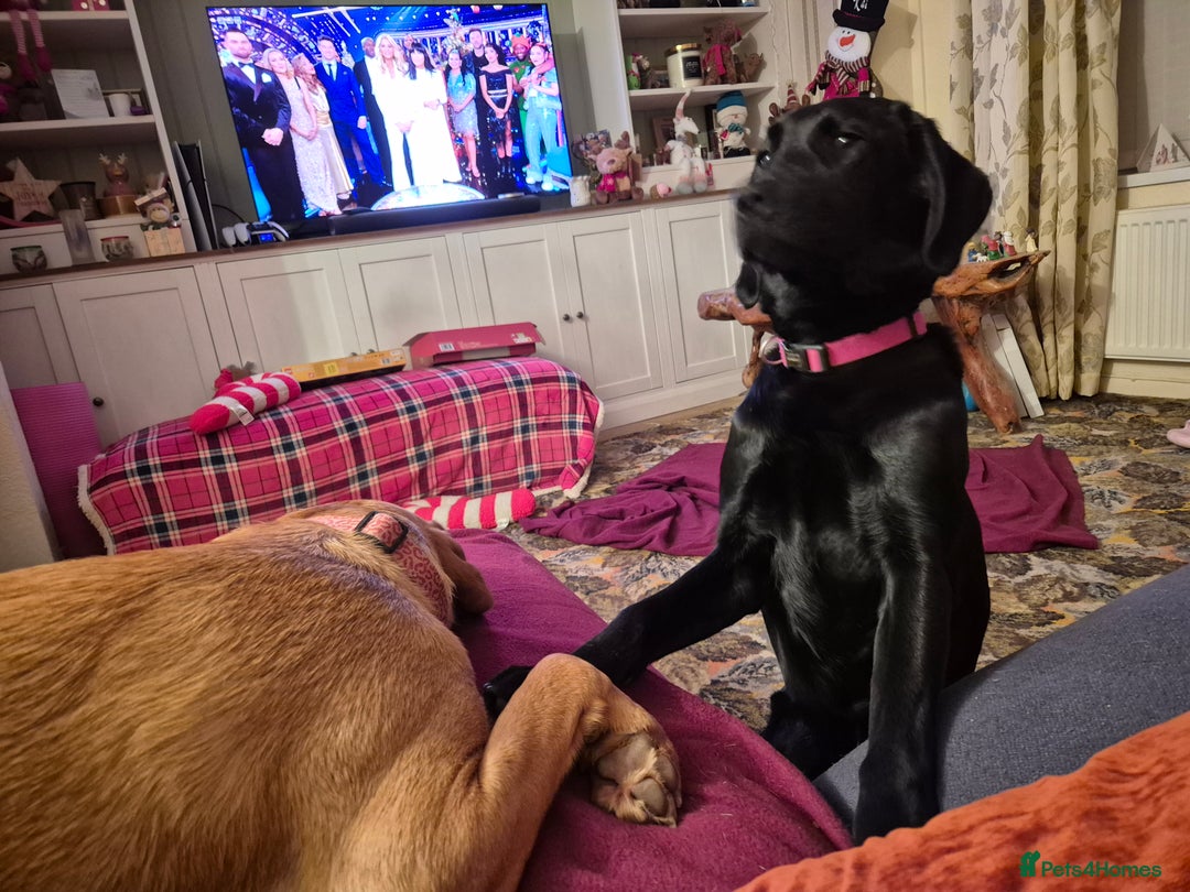 Labrador Retriever dogs for sale: Black labrador - Advert 12