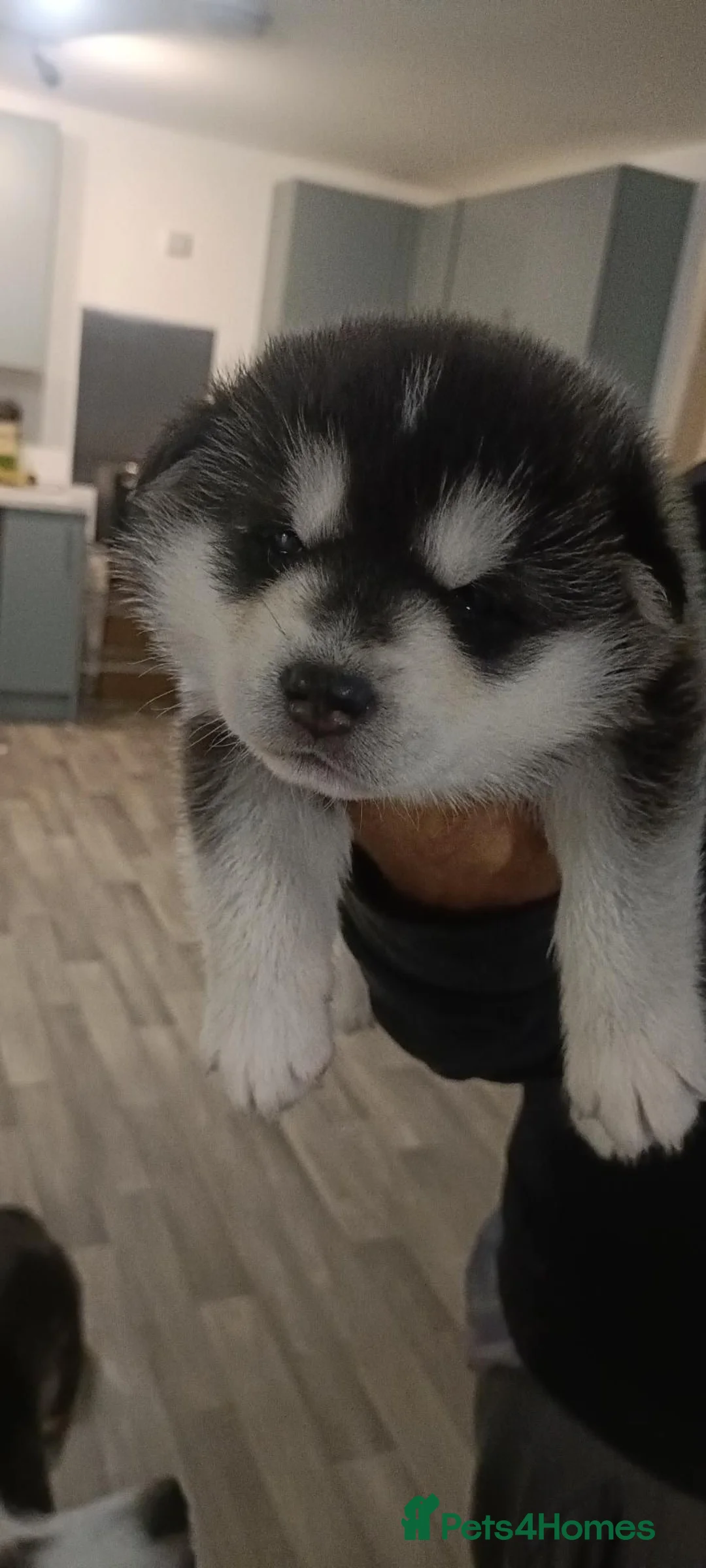 Utonagan dogs for sale: 2 male husky cross malamu in Chichester - Advert 2