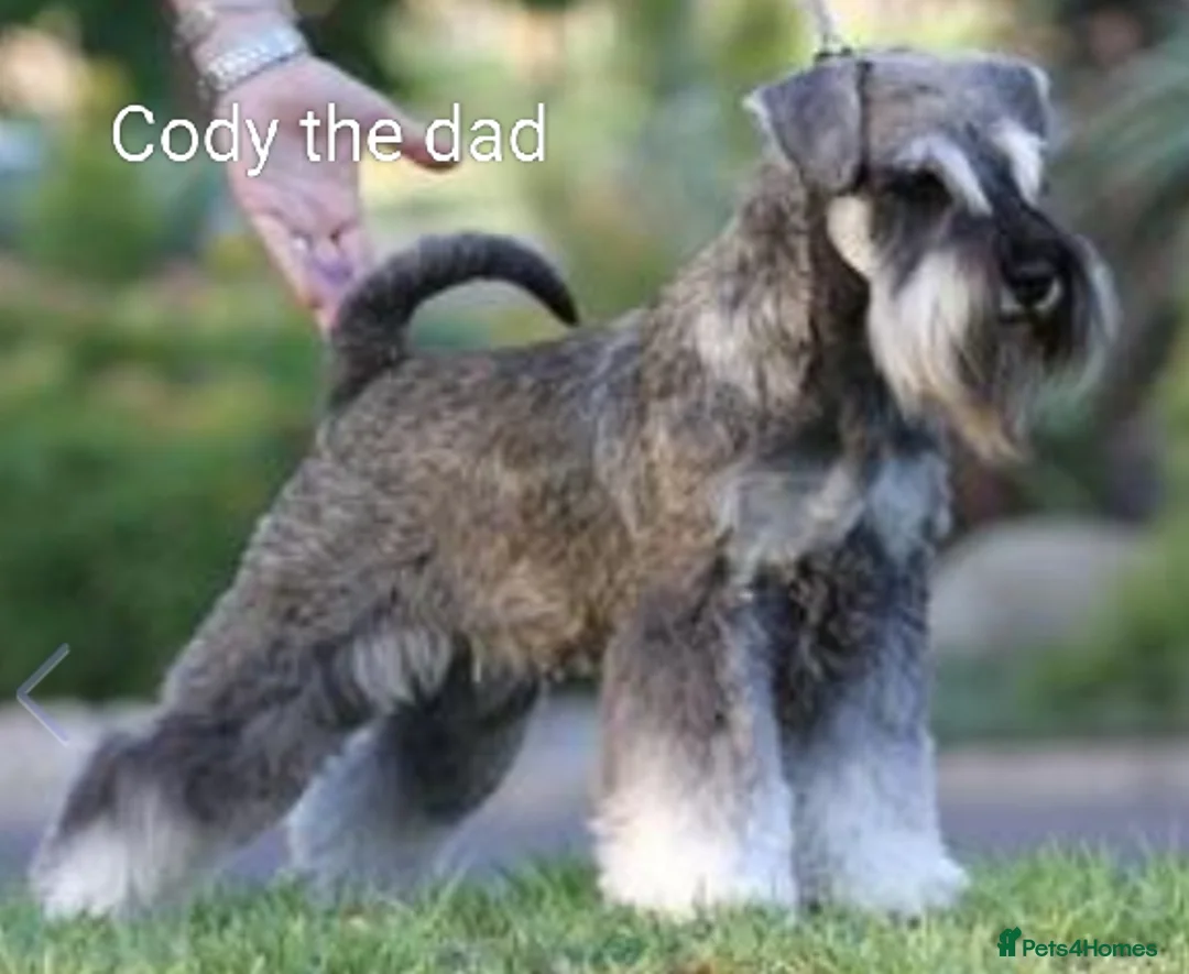 Miniature Schnauzer dogs for sale: Last litter of Hebes pups from family home. in Pontefract - Advert 2