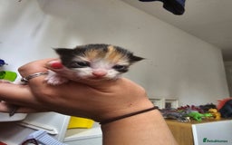 Ragdoll cats for sale: Stunning Half Ragdolls kittens - Image 12