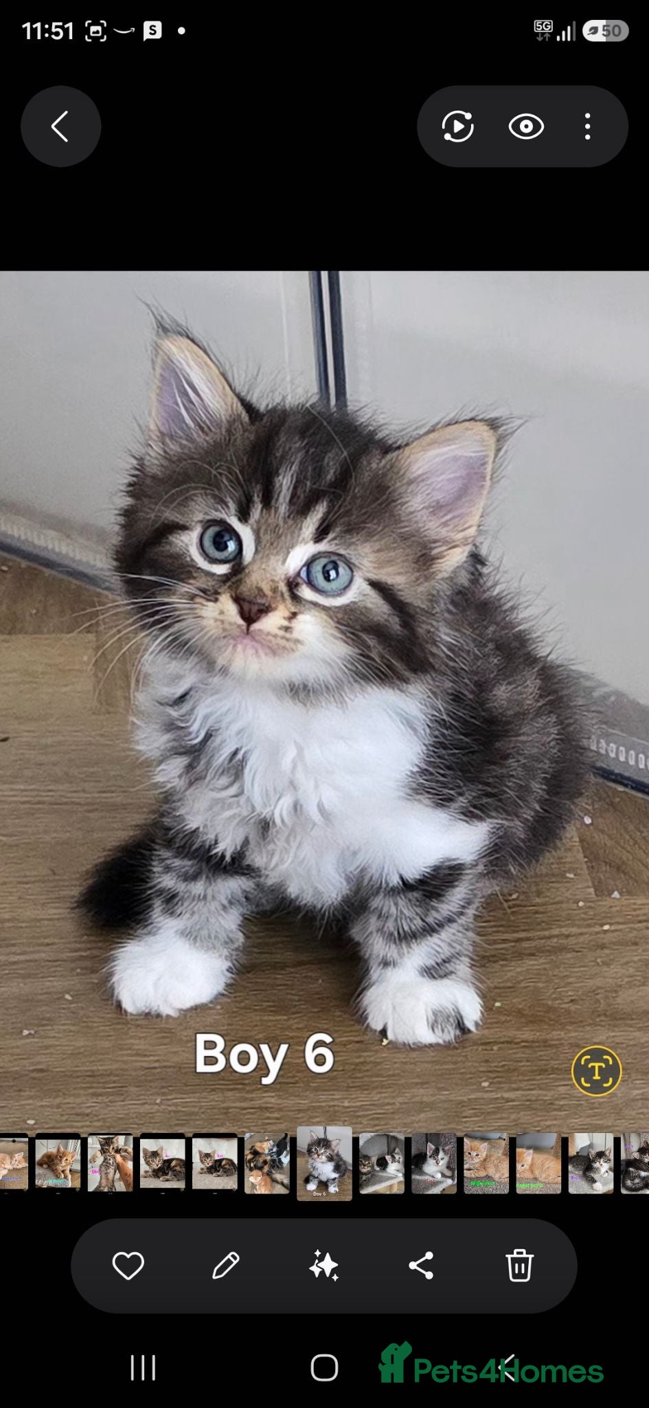 Mixed Breed cats Beautiful kittens - Advert 18