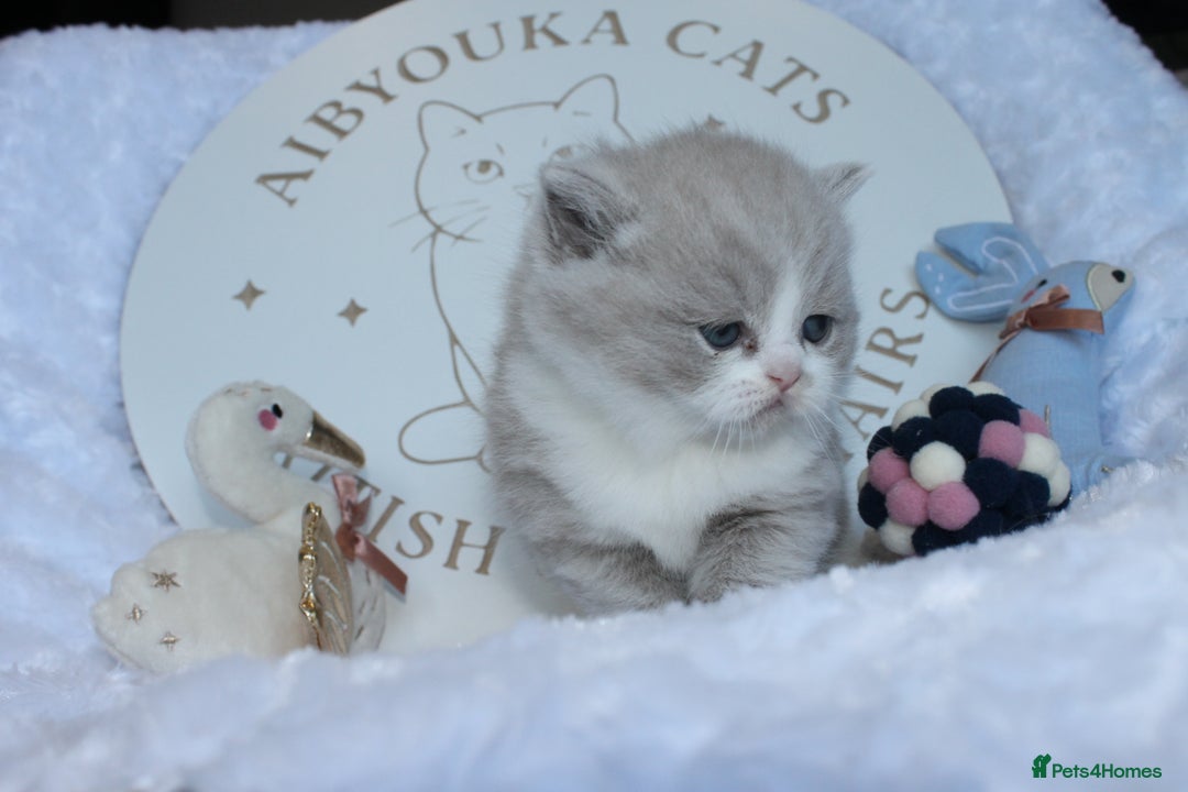 British Shorthair cats for sale: ✨ Gccf Champion Parents. Lilac bi colour male ✨ - Advert 7