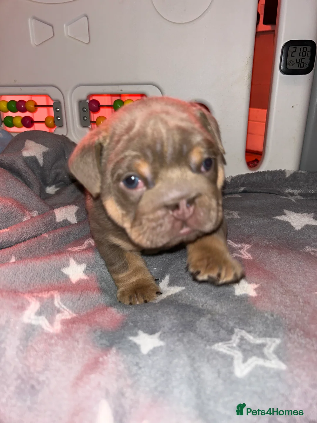 English Bulldog dogs for sale: KOBE X DARLA 5x SMALL COMPACT UNREAL🔥 - Advert 28