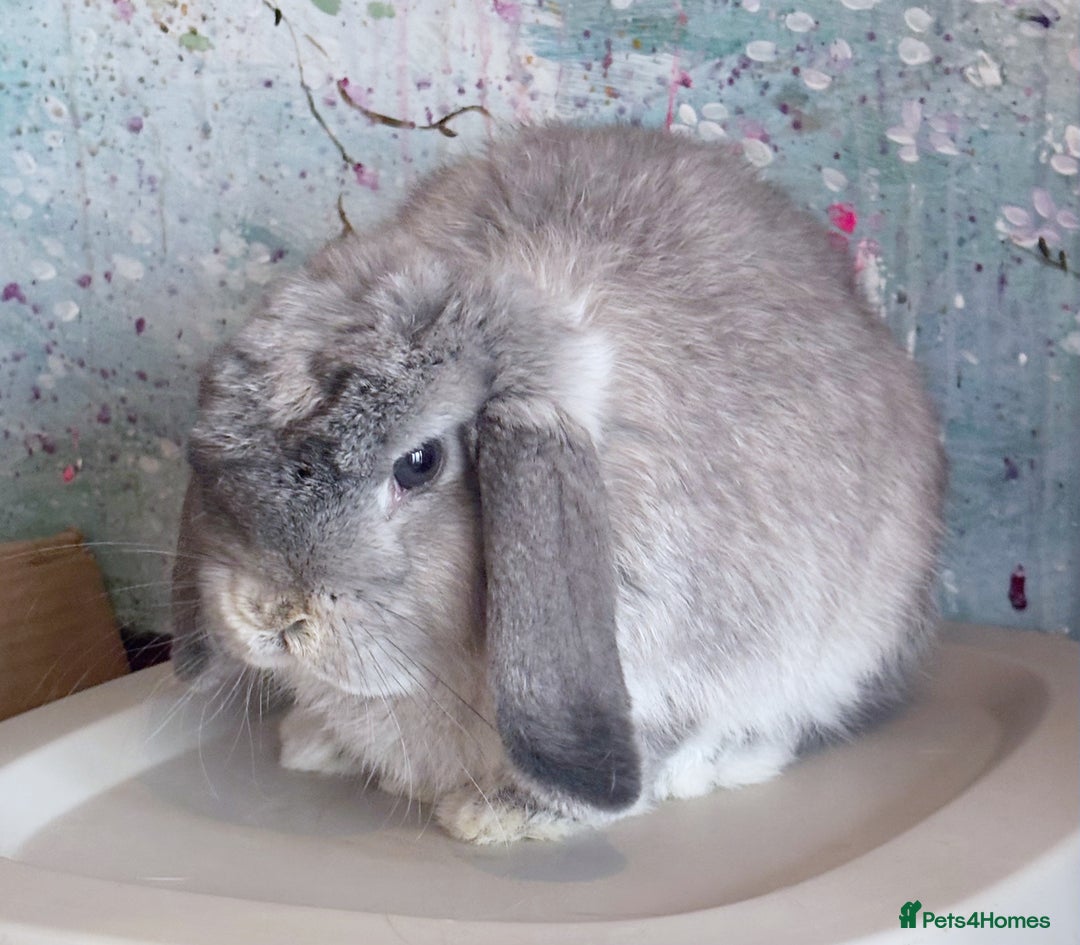 Mini Lop rabbits for sale: Beautiful Lilac Chin Mini Lop Buck Available - Advert 2