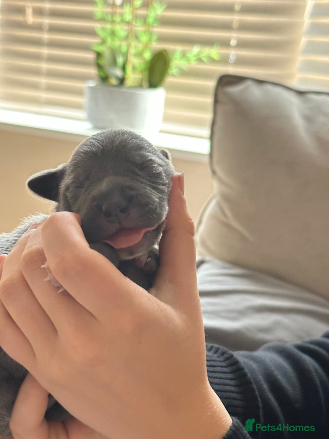 Mixed Breed dogs for sale: Staff x cane corso merle and grey pups for sale  - Image 4