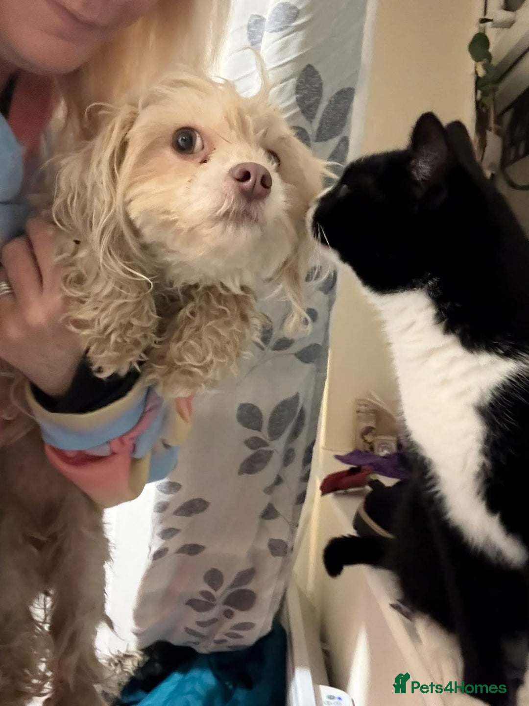 Mixed Breed dogs for adoption: Emerald - Hingham Norfolk  - Advert 16