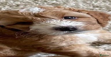 Cockapoo dogs - Advert 2