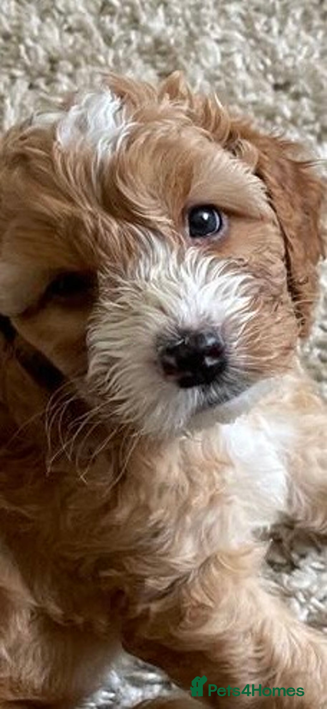 Cockapoo dogs for sale: F1b Cockapoos - Image 3