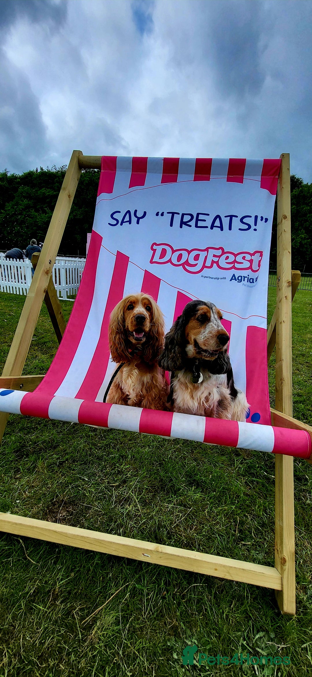 Cocker Spaniel dogs for sale: RESERVE NOW Show Champion Cocker Spaniels - Image 13