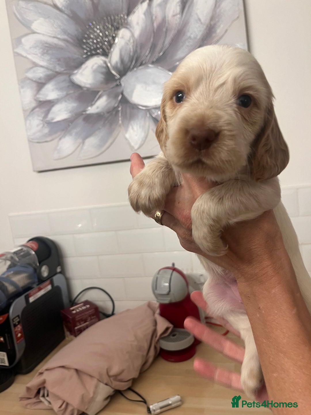 Cocker Spaniel dogs for sale: BEAUTIFUL COCKER SPANIEL PUPS - Advert 25