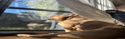 French Bulldog dogs for stud: French bulldog stud - Advert 7