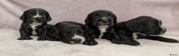 Sprocker dogs for sale: Sprocker Spaniel Puppies For Sale  - Advert 1