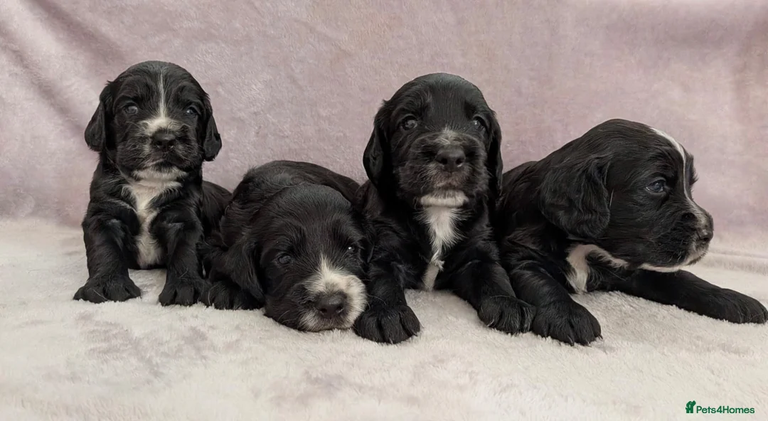 Sprocker dogs for sale: Sprocker Spaniel Puppies For Sale  - Advert 1