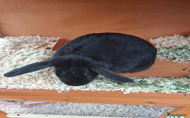 Dutch rabbits - Advert 3