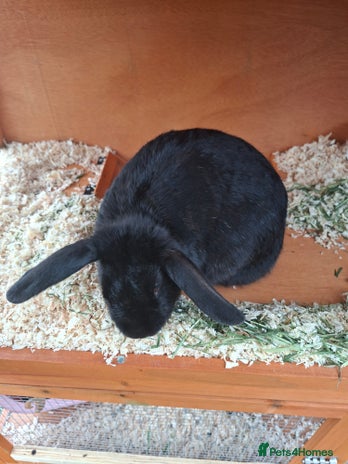 Dutch rabbits - Advert 2