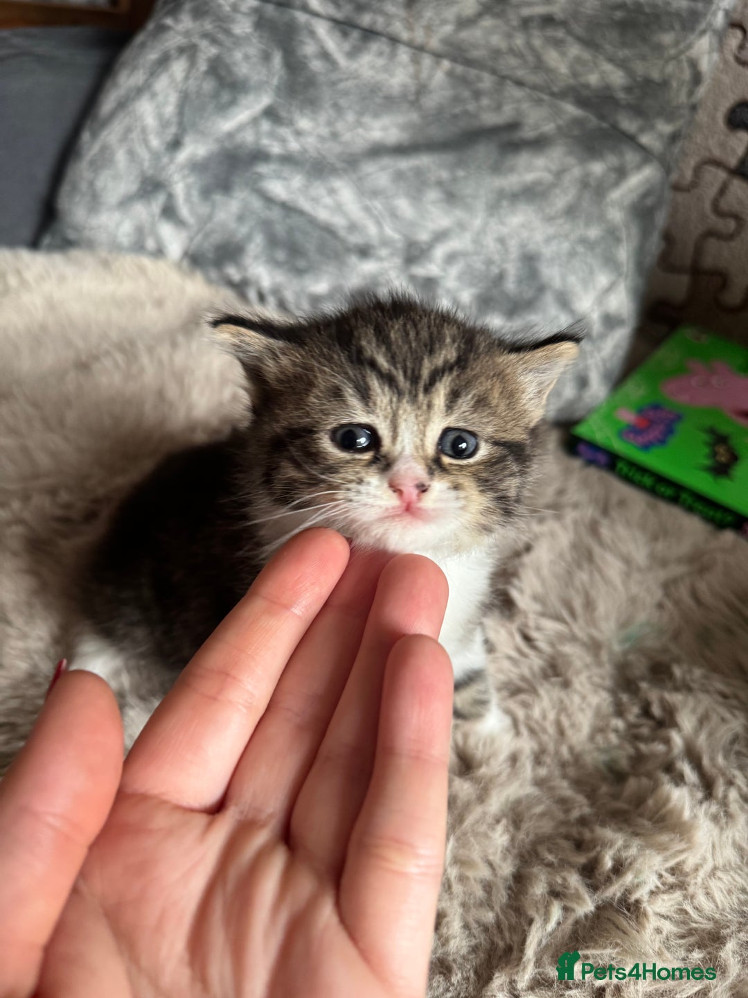 British Shorthair cats for sale: British shorthair cat  - Advert 13