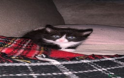 Mixed Breed cats for sale: 4 Cute Cuddly Kittens  - Image 3