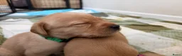 Labrador Retriever dogs for sale: 2 FOX RED LABRADOR BOYS LEFT READY NOW  - Advert 12
