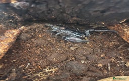 Tarantulas invertebrates for sale: Tarantula’s + scorpion for sale  - Advert 7