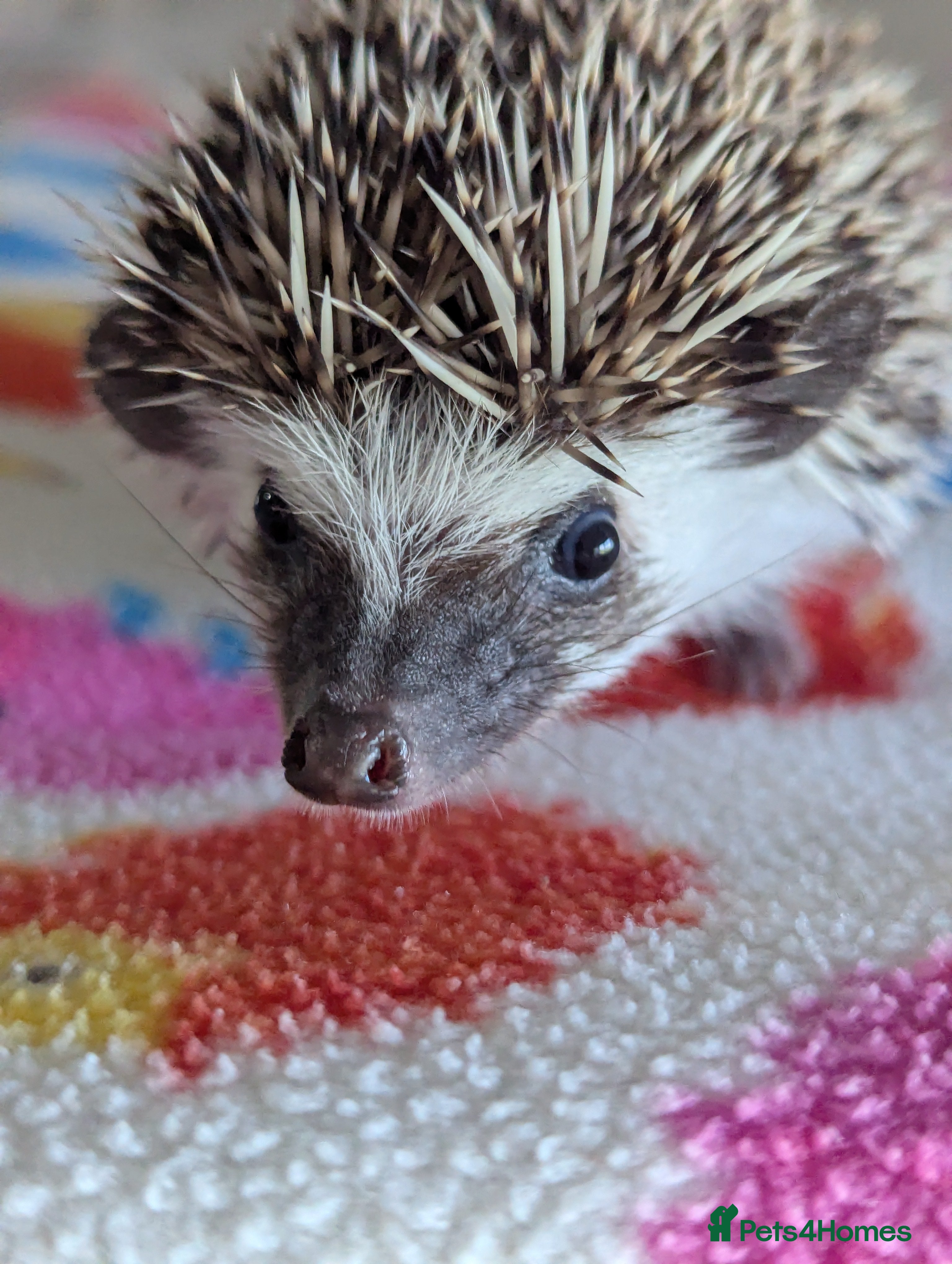 Pygmy Hedgehog rodents Beautiful Baby Hoglets Ready Now/Reserve  - Advert 1