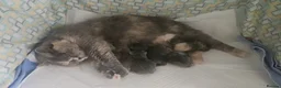British Shorthair cats for sale: Gorgeous British shorthair kittens - Advert 2
