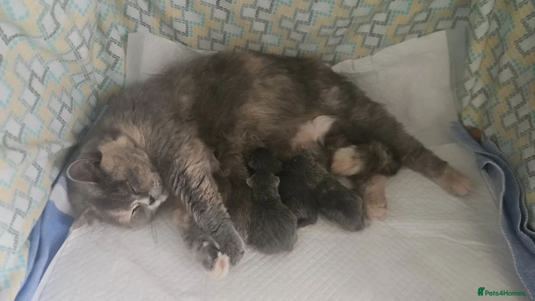 British Shorthair cats for sale: Gorgeous British shorthair kittens - Advert 2