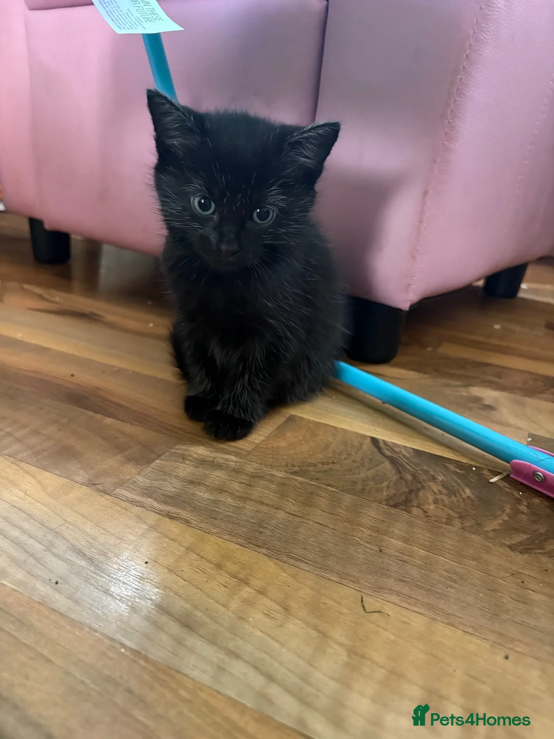 Mixed Breed cats for sale: 3 female kittens  - Advert 5