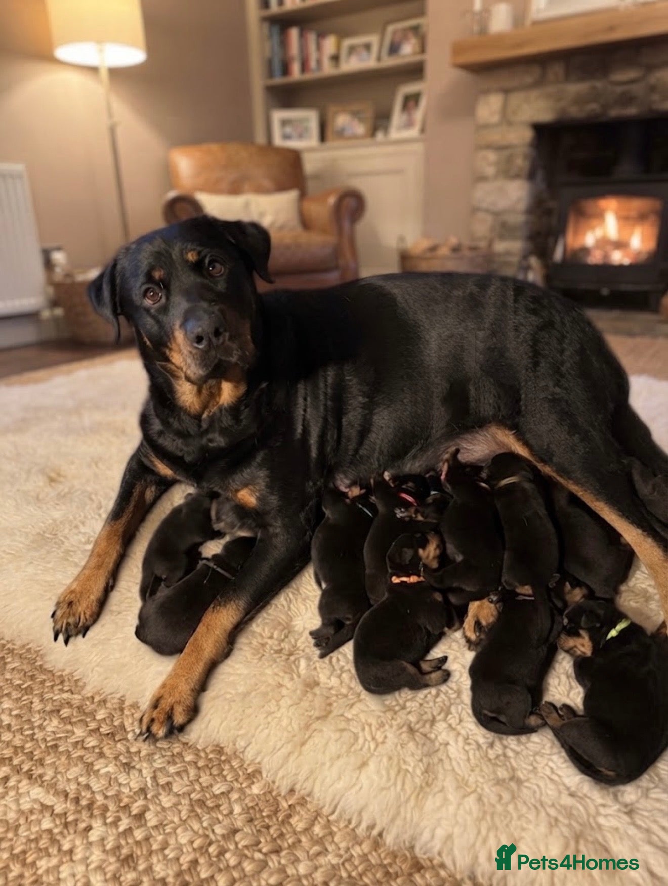Rottweiler dogs Rottweiler pups  - Advert 18
