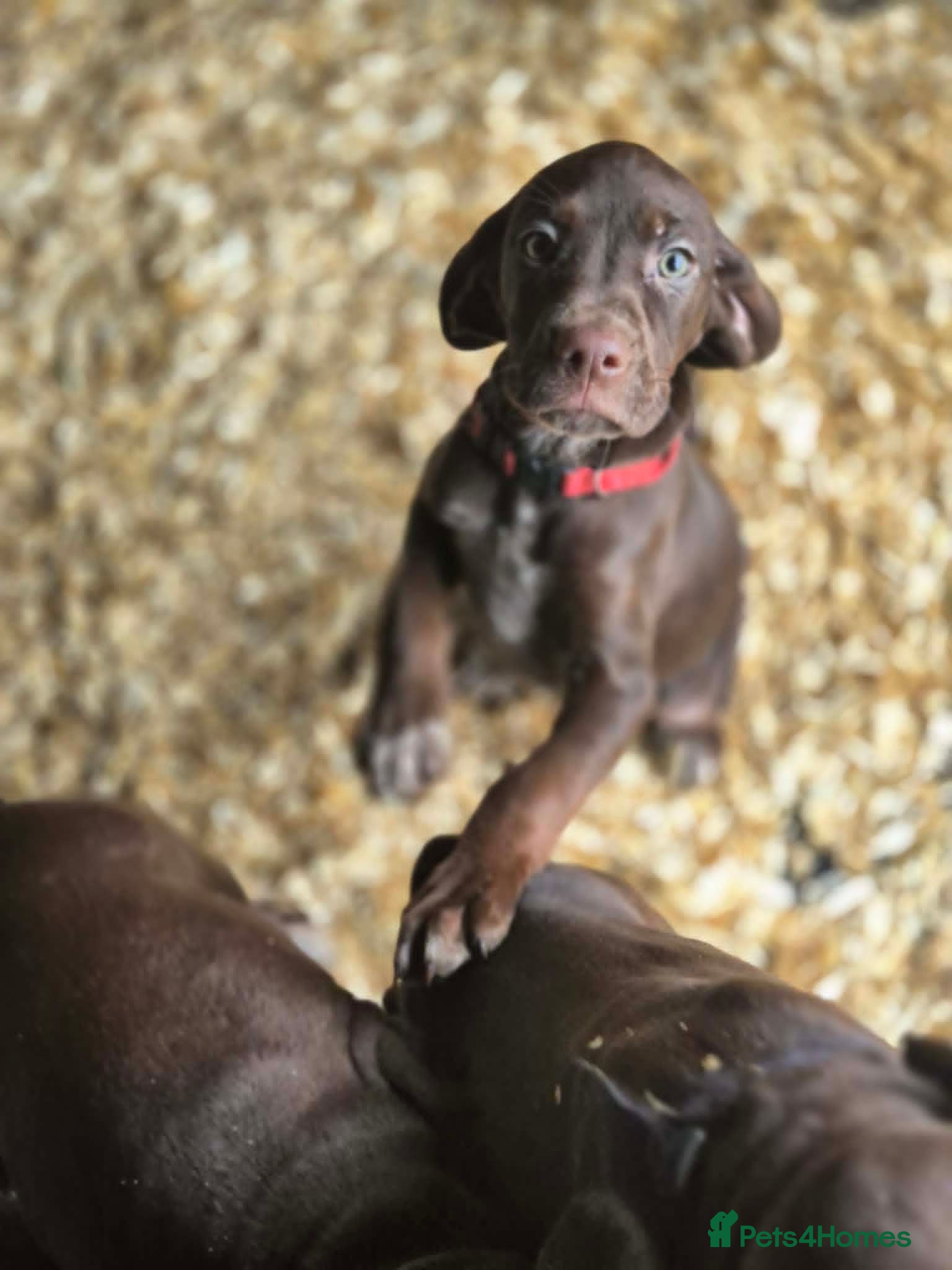 Mixed Breed dogs Stunning Vizsla X puppies - Advert 6