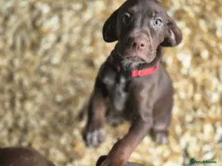 Mixed Breed dogs Stunning Vizsla X puppies - Advert 6