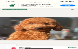 Cockapoo dogs for sale: Toy cockapoos f2b 5 gorgeous teddy bears - Image 13