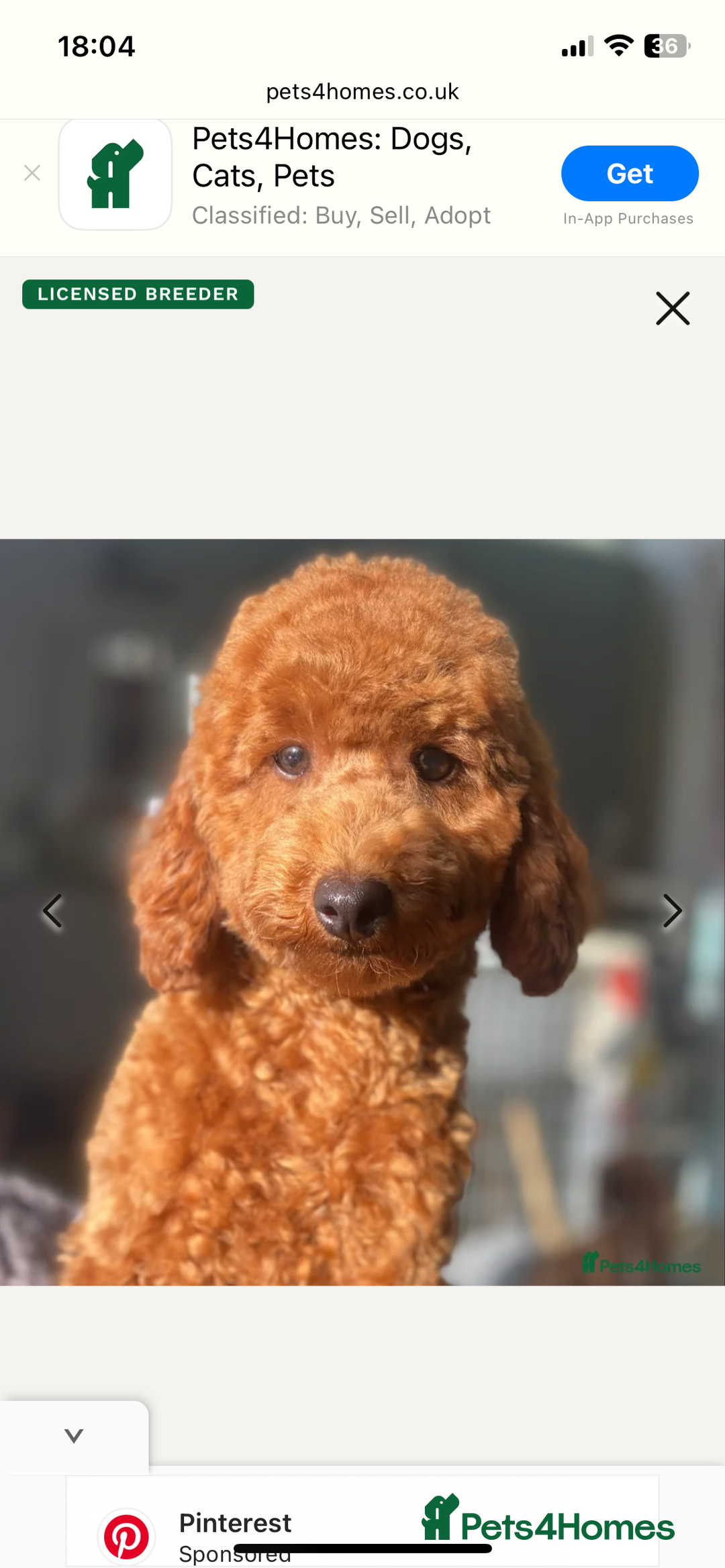 Cockapoo dogs for sale: Toy cockapoos f2b 5 gorgeous teddy bears - Image 13