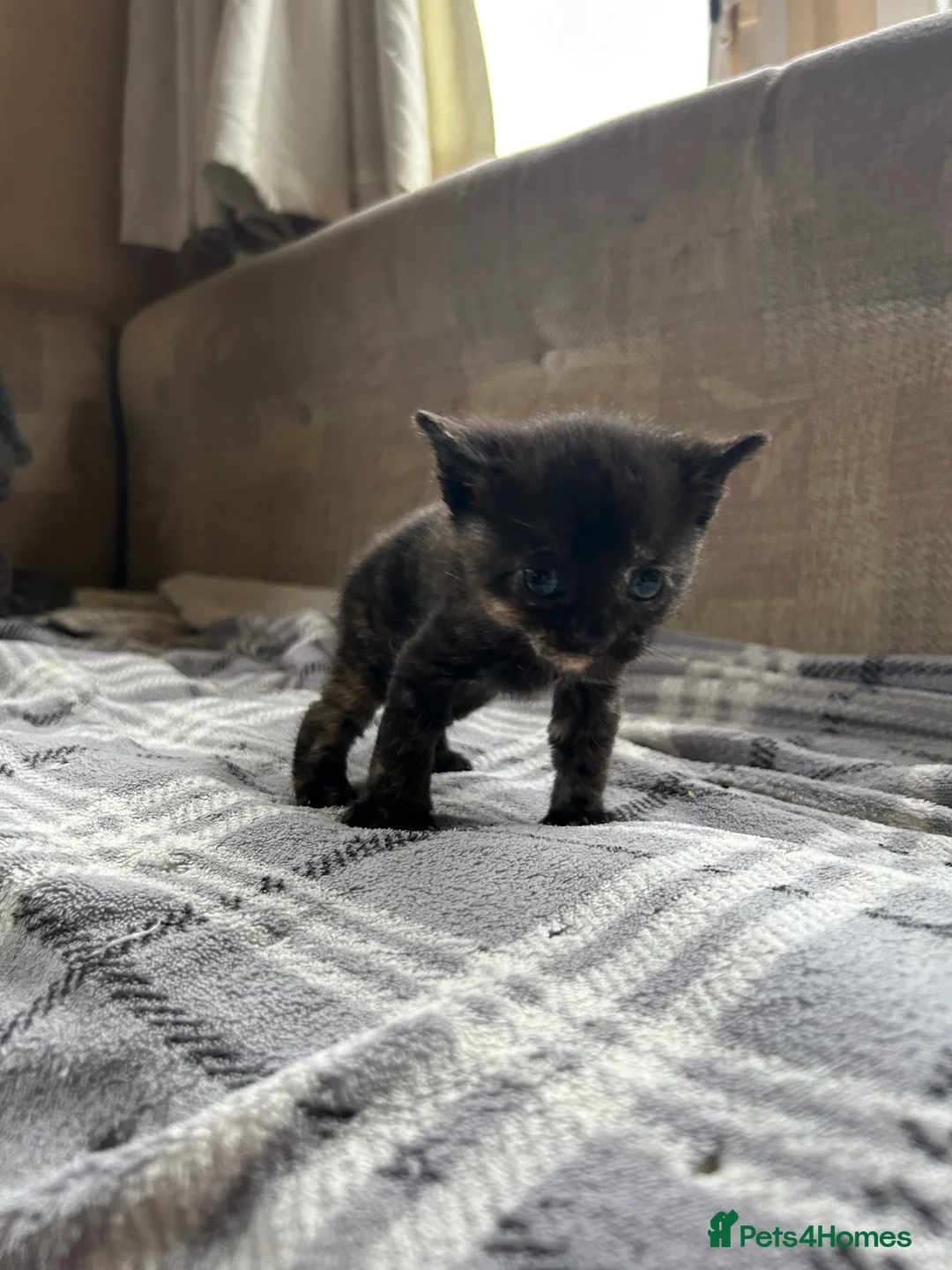 Mixed Breed cats for sale: Beautiful Kittens For Sale  - Advert 4