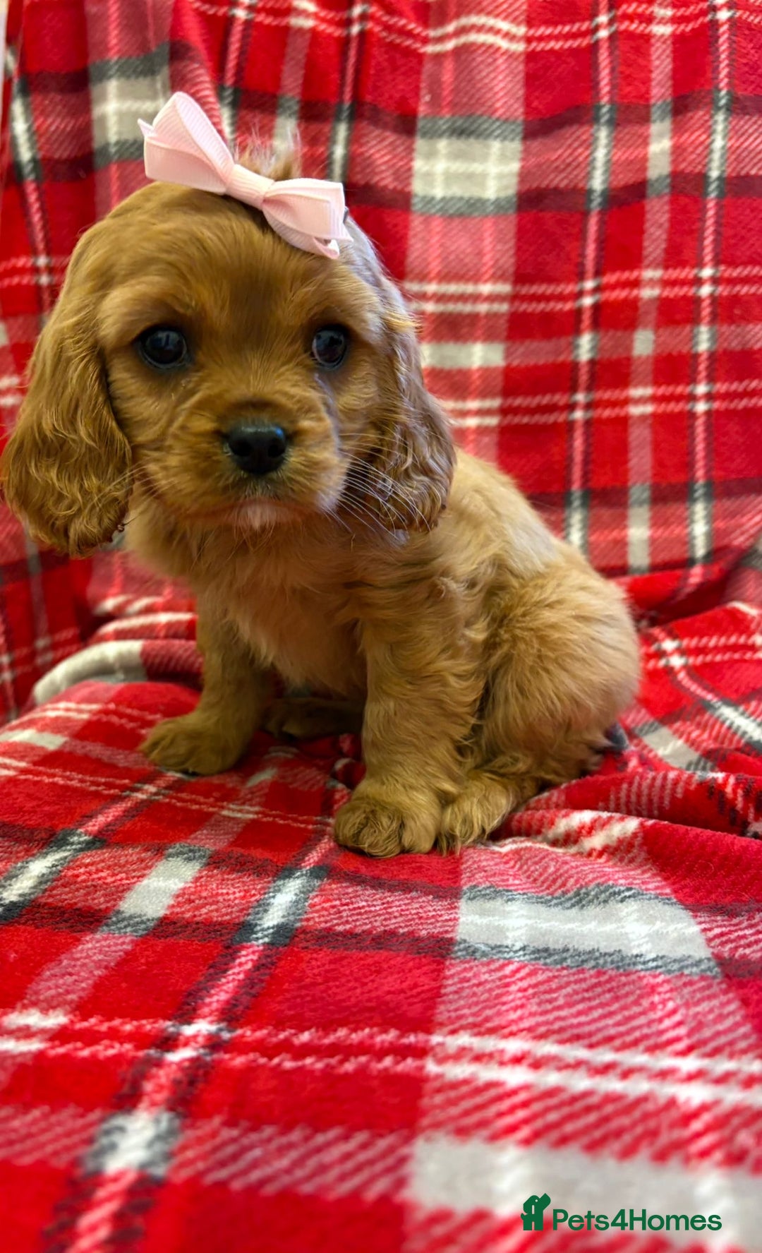 Cavalier King Charles Spaniel dogs for sale: Beautiful Cavalier King Charles babies ❤️ - Advert 25