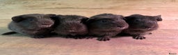 Guinea Pig rodents for sale: Guinea pigs Rex, slate, tri colour funky - Advert 7