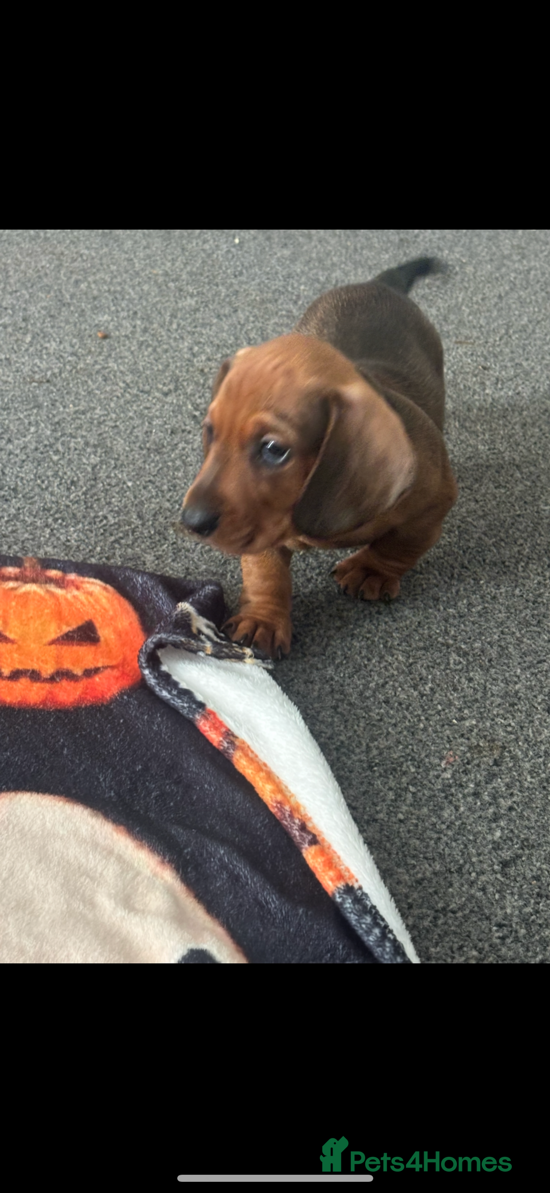 Miniature Dachshund dogs for sale: Beautiful dachshund puppy’s  - Image 5
