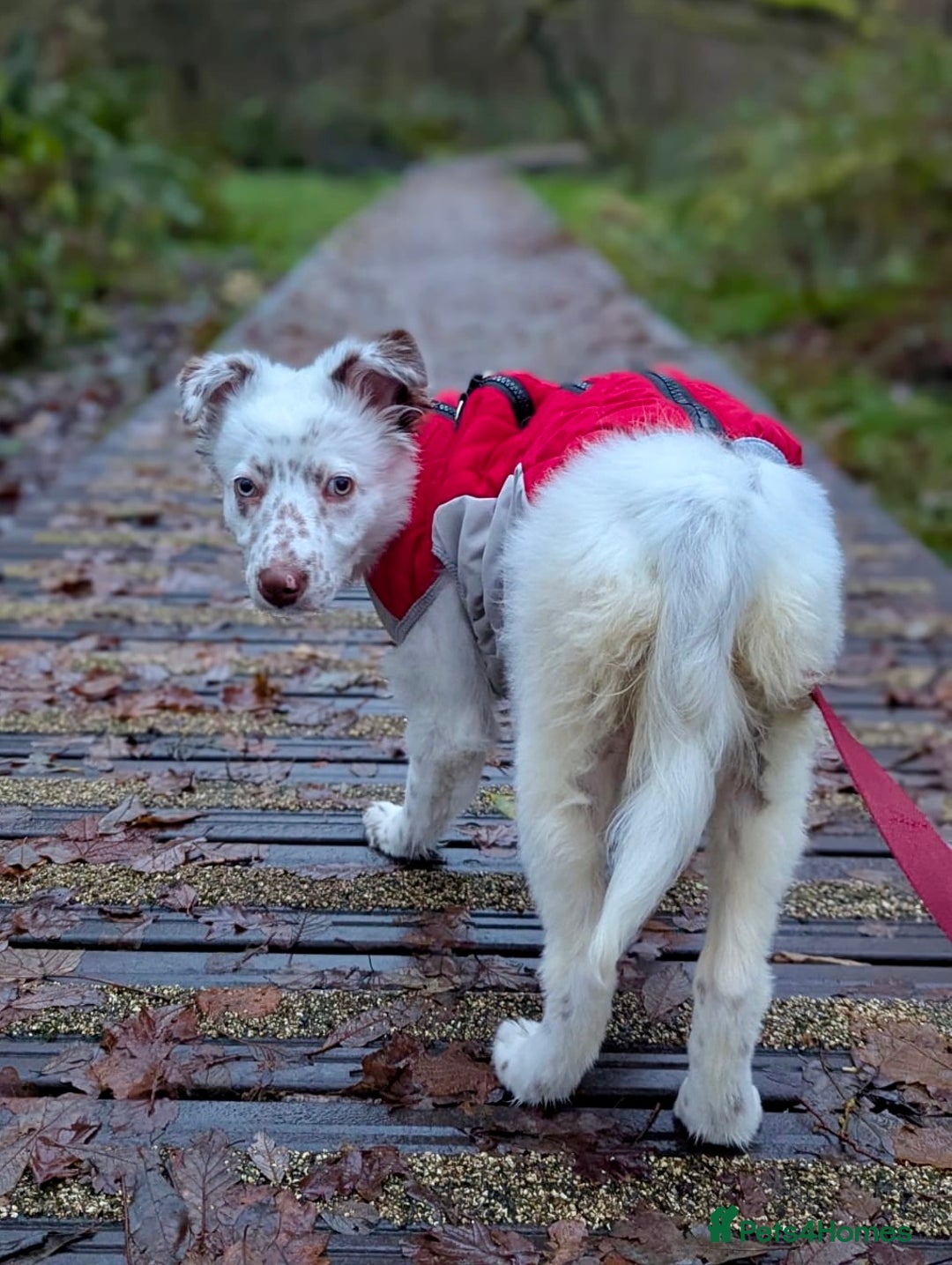 Border Collie dogs for sale: Lovely little Border Collie Puppy - Advert 4