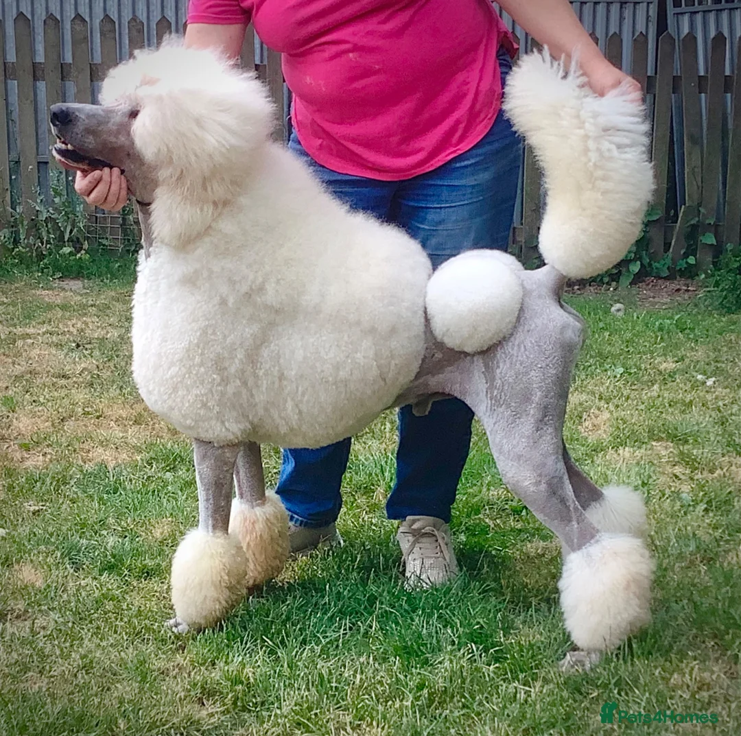 Standard Poodle dogs for stud: KC Cream Stud Boy - Advert 1