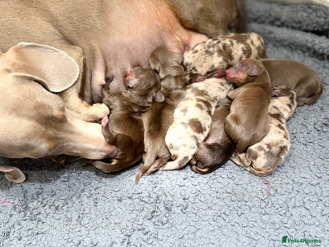 Miniature Dachshund dogs for sale: Mini Dachshunds  - Advert 1