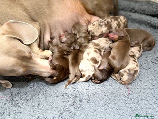 Miniature Dachshund dogs Mini Dachshunds - Advert 1