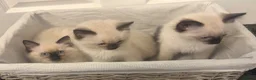 Ragdoll cats for sale: RAGDOLL KITTENS - Advert 4